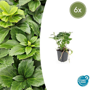 Pachysandre Du Japon (Pachysandra terminalis) 'Terminalis' - vue 12