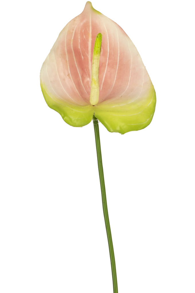 Anthurium bándearg saorga