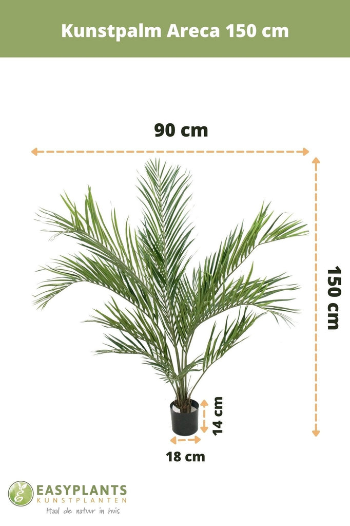 Areca - Crann pailme saorga