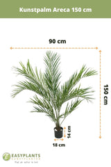 Areca - Crann pailme saorga