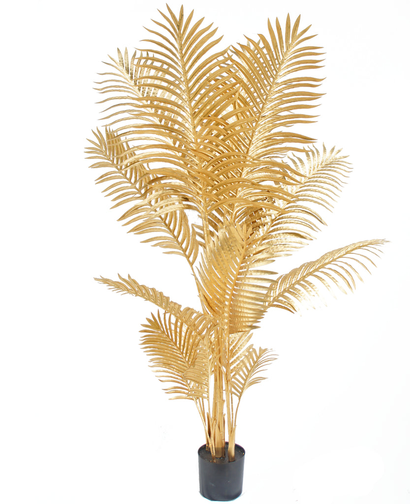 Golden Areca - Palm Saorga