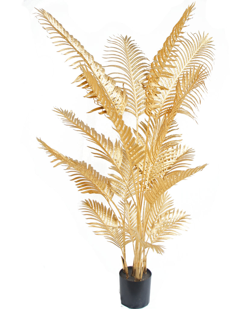 Golden Areca - Palm Saorga