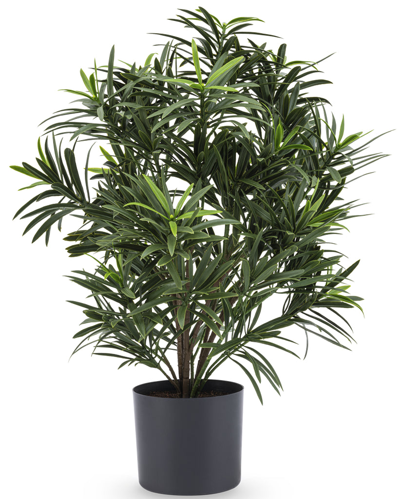 Podocarpus - Gléasra Glas Saorga