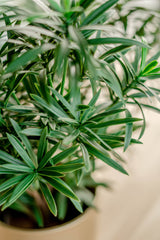 Podocarpus - Gléasra Glas Saorga