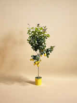 Citroenboom - 180 cm - ø24