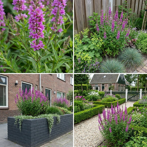Pack Façade Plein Soleil Rose & Blanc - 18 plantes — photo 7