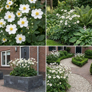 Pack Massif Plein Soleil Rose & Violet (Cataire) - 30 plantes — photo 8