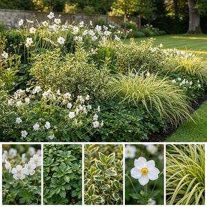 Pack Massif Soleil & Mi-Ombre Rose & Blanc (Géranium Vivace) - 30 plantes #2 — photo 3