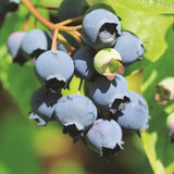 Myrtillier Bluecrop - Vaccinium corymbosum - 2 plants - H 50 cm, pot Ø15 cm