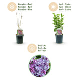 Green boutiQ - Garden Plant - Syringa vulgaris Michel Buchner - Common Lilac - Hardy - Pink - 1 Plant - Pot 17cm - Height 45cm