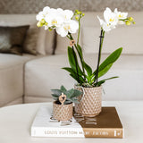 Orchidée Phalaenopsis blanche Mineral Amabilis et succulente - coffret Diamond Pearl sable