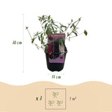 Green boutiQ - Vlinderstruik - Buddleja davidii Tricolour - Bloem Roze , Wit en Paars - 1 Plant - Bladverliezend - Vlinderlokkend -  Pot 17cm Hoogte 30cm