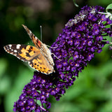 Green boutiQ - Garden Plant - Buddleja davidii Black Night - Butterfly Bush - Winter Hardy - Purple - 3 Plants - 17cm Pot - Height 45cm