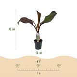 Green boutiQ - Fruitplant - Bananen plant - Ensete ventricosum Maurelli - Winterhard - 4 planten - Pot 12cm Hoogte 30cm