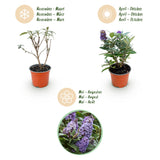 Green Boutique - Garden Plant - Buddleja davidii Butterfly Candy Little Lilac - Butterfly Bush - Compact - Lilac - 1 Plant - 12cm Pot - Height 20-25cm