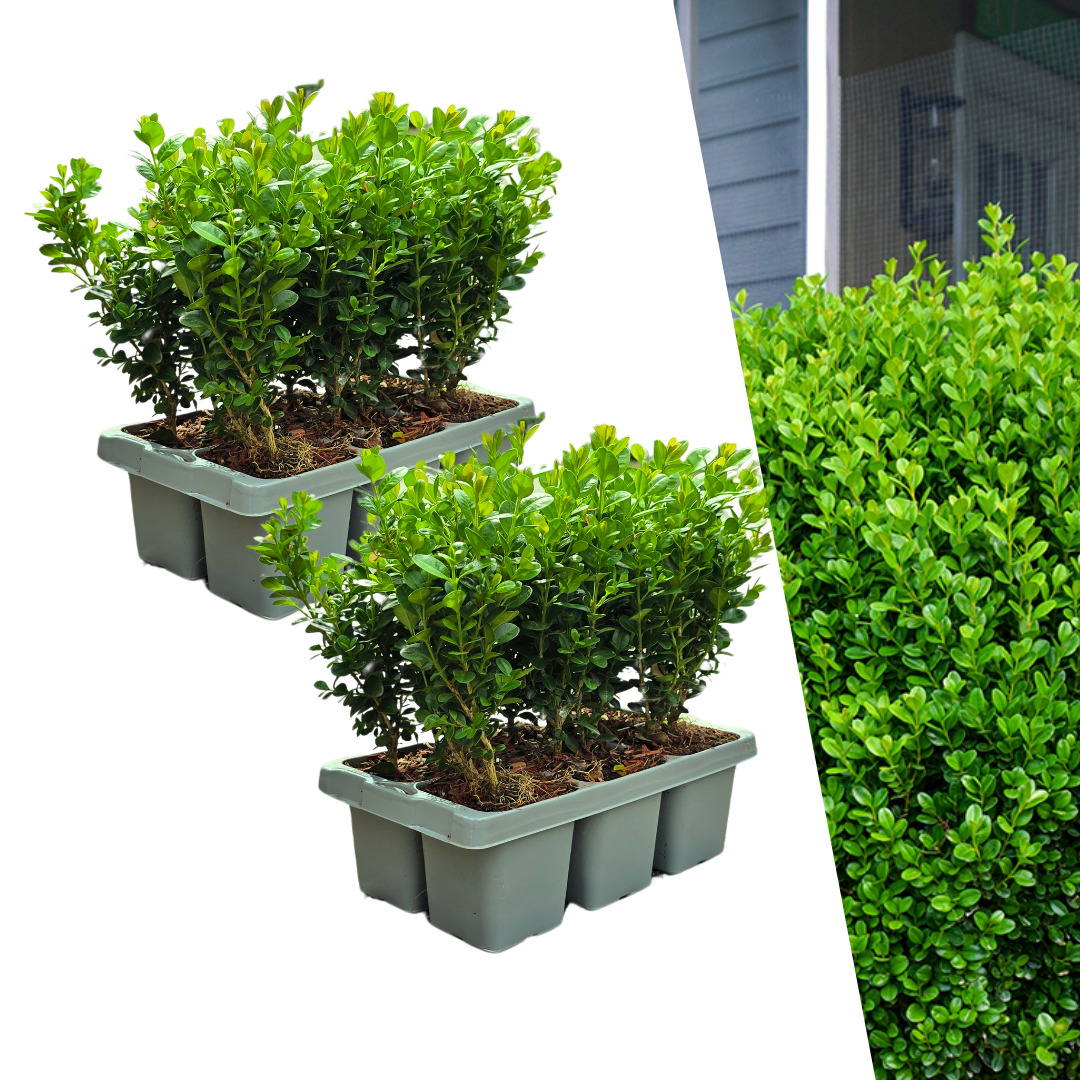 2 x 6-Pack Buxus NewGen Freedom – Winterharde Groenblijvende Struiken 12 x Ø7 cm - ↕15 cm | Compacte Buxus