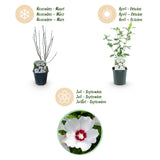 Red Heart Hibiscus syriacus - Hardy Garden Hibiscus Shrub - White & Red Flowering Plant - 3 Plants - 17cm Pot - 45cm Height