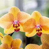 Orchidée Phalaenopsis orange et rose Niagara Fall Sunny Bunny