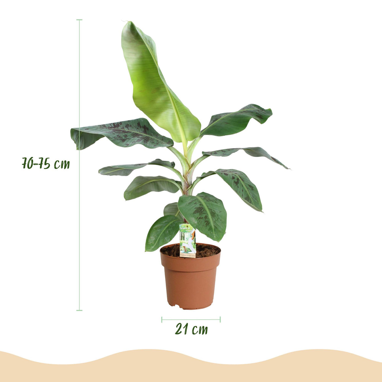 Bananier Musa Cavendish nain | Pot 17 cm