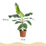 Bananier Musa Cavendish nain | Pot 17 cm