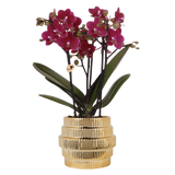 Orchidée Phalaenopsis violette Chamonix avec cache-pot Allure doré - H 40 cm, pot Ø9 cm
