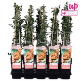 Buisson ardent Soleil d'Or - Pyracantha - H 65 cm, pot Ø15 cm