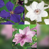 Clématites Tricolour - trio violet, rose et blanc - H 35 cm, pot Ø9 cm - photo 4