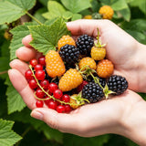 Petits fruits en mélange groseille, mûre et framboise - H 50 cm, pot Ø15 cm