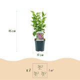 Green boutiQ - Garden Plant - Syringa vulgaris Michel Buchner - Common Lilac - Hardy - Pink - 1 Plant - Pot 17cm - Height 45cm