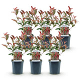 Green Boutiqu - Hedge Plants - Photinia fraseri Red Square - green red - 6 plants - 1 linear meter - evergreen - 17cm pot height 55cm