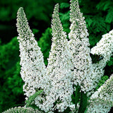 La Green Touch - Garden Plant - Buddleja davidii White Profusion - Butterfly Bush - Hardy - White - 3 Plants - 17cm Pot - 45cm Height