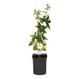 Green boutiQ - Passiebloem - Passiflora Avalanche  - Bloem  Wit  - Weinig onderhoud - 2 planten - Pot 11cm Hoogte 40cm