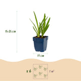 Agapanthe bleue - H 15-25 cm, pot Ø11 cm - photo 3
