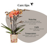 Orchidée Phalaenopsis orange Mineral Bolzano et succulente - coffret Allure blanc