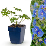Géranium vivace Johnson's Blue - H 15-25 cm, pot Ø11 cm - photo 2