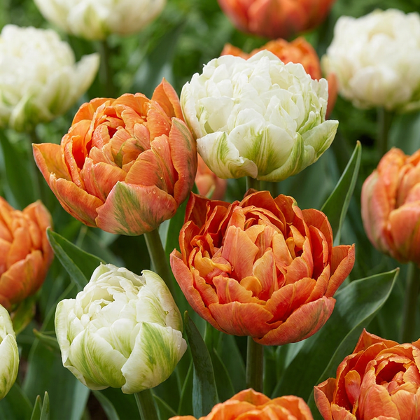Tulipe Candle Light en mélange - calibre 11/12
