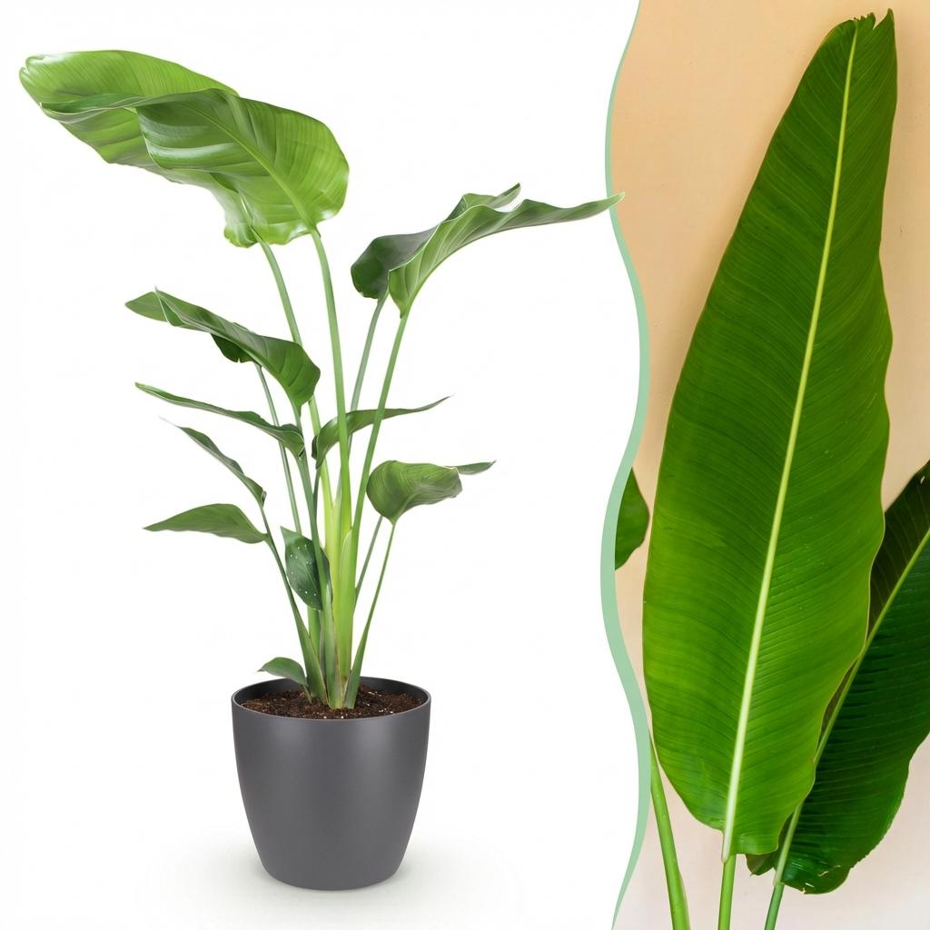 Strelitzia Nicolai – Oiseau de paradis | Grande taille, Pot 21 cm