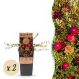 Canneberge Early Black - H 50 cm, pot Ø15 cm