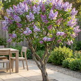 Green boutiQ - Garden Plant - Syringa vulgaris Michel Buchner - Common Lilac - Hardy - Pink - 1 Plant - Pot 17cm - Height 45cm