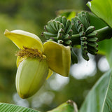 Green boutiQ - Fruitplant - Bananen plant - Musa Basjoo - Winterhard - 6 planten - Pot 12cm Hoogte 30cm