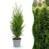 Kit haie Thuya Smaragd - H 20-30 cm, pot Ø9 cm