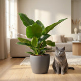 Philodendron Imperial Green | Pot 19 cm