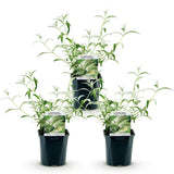 La Green Touch - Garden Plant - Buddleja davidii White Profusion - Butterfly Bush - Hardy - White - 3 Plants - 17cm Pot - 45cm Height