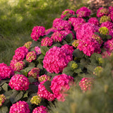 Green Boutiqu - Garden Plant - Hydrangea Endless Summer Summer Love Red - Red Hortensia - Winter Hardy - Deep Red - 1 Plant - 14cm Pot - Height 20-25cm