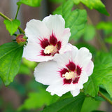 Green Bouquet - Garden Plant - Hibiscus syriacus Hamabo - Garden Hibiscus - Winter Hardy - White - Pink - 3 Plants - 17cm Pot - Height 45cm