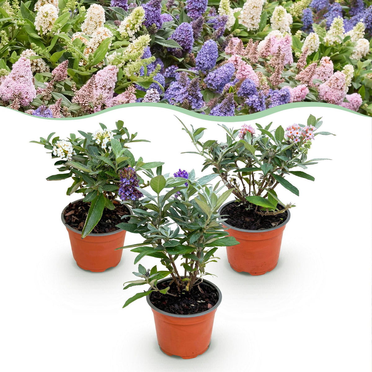 Green Boutiق - Garden Plant - Buddleja davidii Butterfly Candy Little Tricolour - Butterfly Bush - Compact - Pink-White-Purple - 3 Plants - 12cm Pot - Height 20-25cm
