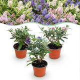 Green Boutiق - Garden Plant - Buddleja davidii Butterfly Candy Little Tricolour - Butterfly Bush - Compact - Pink-White-Purple - 3 Plants - 12cm Pot - Height 20-25cm