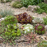 Joubarbe Big Sam - H 10-12 cm, pot Ø7 cm