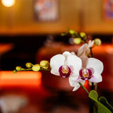 Orchidées Phalaenopsis blanches Mineral Gibraltar - lot de 2 ou 4 - pot Ø9 cm