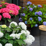 Endless Summer Hydrangea - Garden Plant - Blue, Pink & White Hortensia - Winter-Hardy - 3 Plants - 14cm Pots - 20-25cm Height